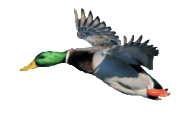 Duck (flying) still frame clip art