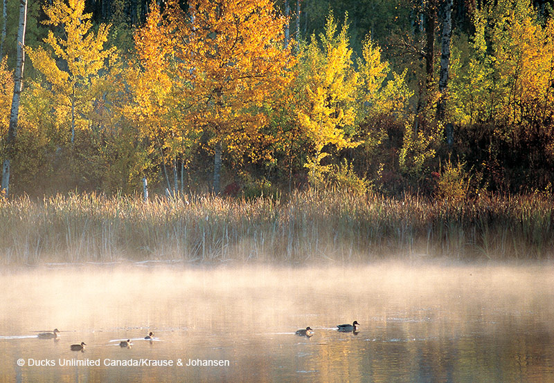 mist on morning wetland
