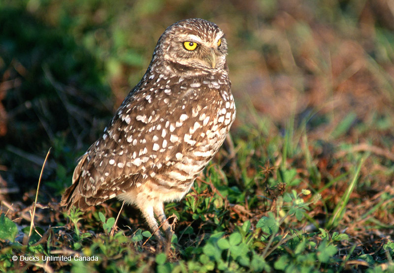 Owl