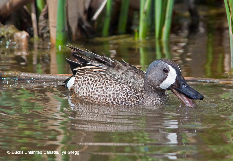 Waterfowl (duck) feeding