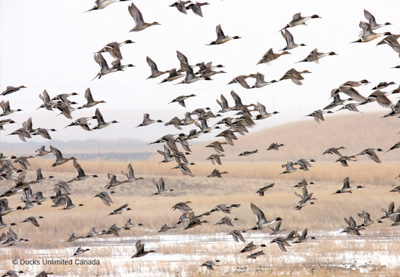 Flock of ducks taking flight
