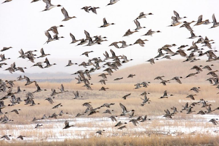 About the PHJV Prairie Habitat Joint Venture